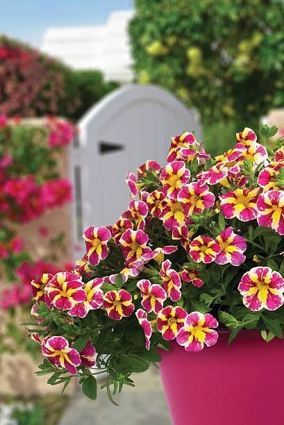 yellow and pink striped flowers of calibrachoa candy bouquet by westhoff in hot pink pot, white garden gate in background