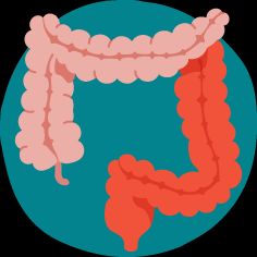 a human stomach and intestines in a circle
